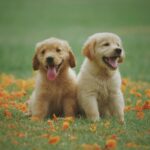 Adorable golden retriever puppies sitting in a field of flowers, enjoying a sunny day.